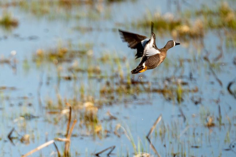 30. Bluewing 2