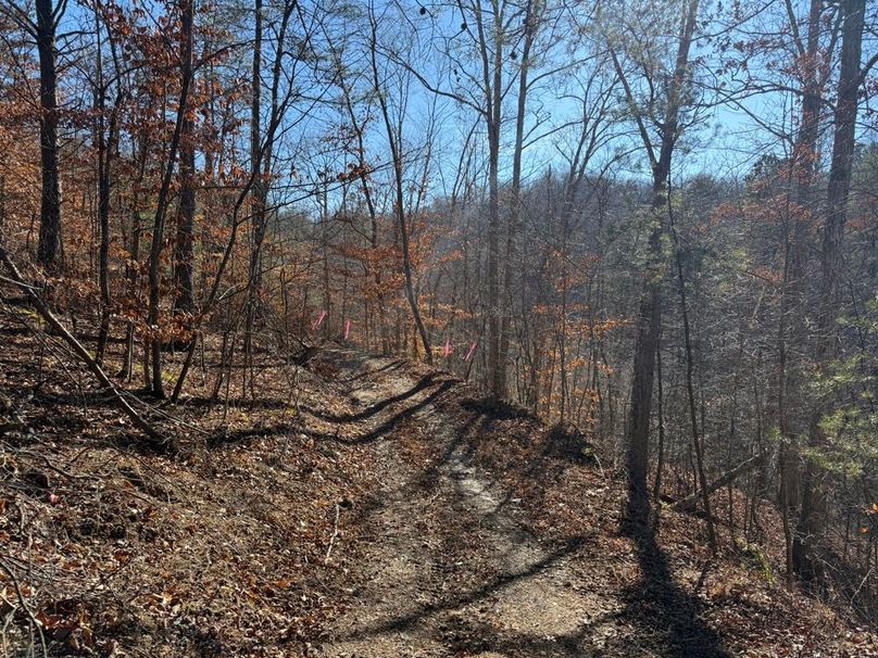 008 the main dirt road leading into the property, pink flags marking the north boundary