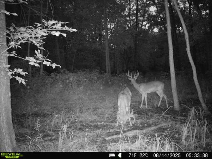 860516068101389-90-3-08142025053338-V-W1000205