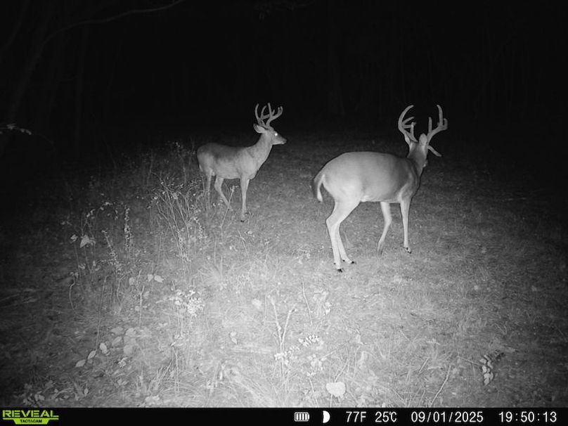 Clay 374.13 Trail Cam Photo-4