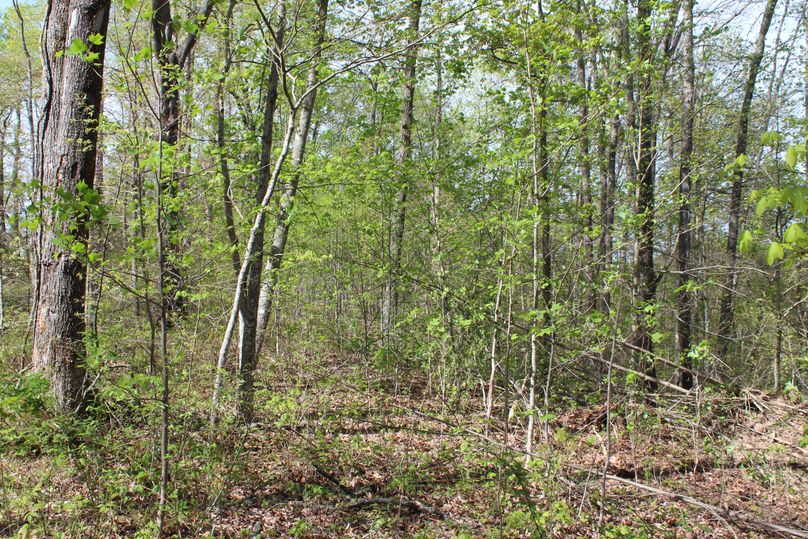 017 the forest along the south boundary point