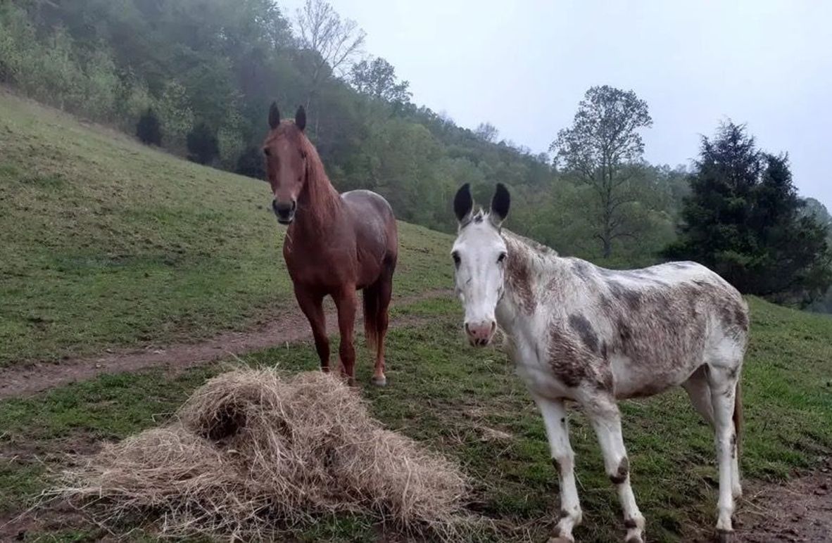 005 little glimpse of life on the farm here