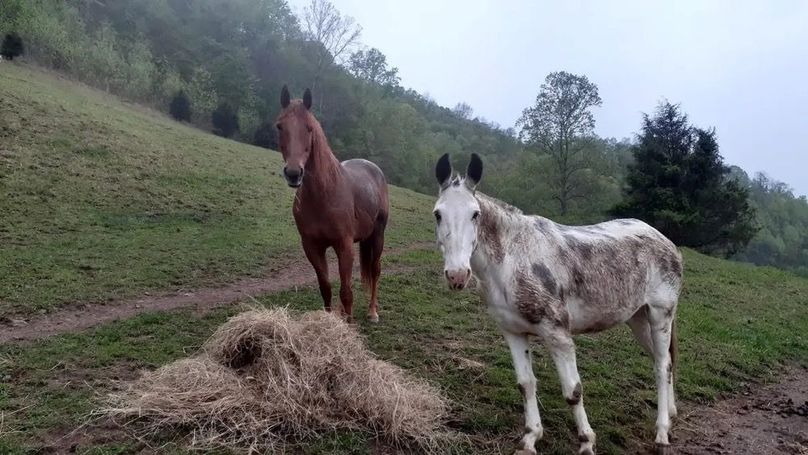 005 little glimpse of life on the farm here