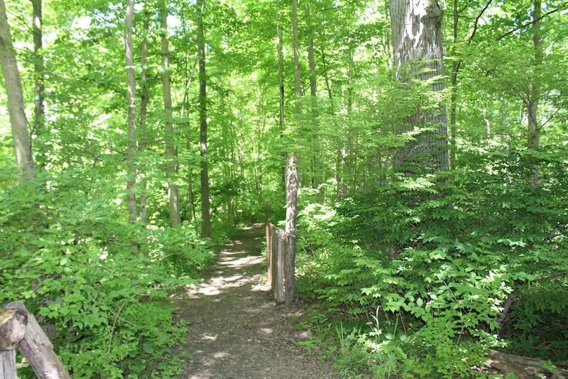 trail 6