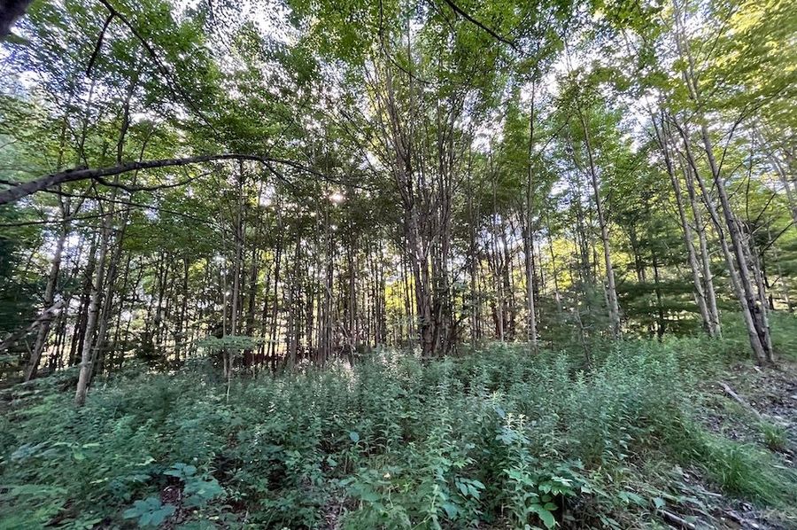 Chemung_31.822_Gutchess_Lumber_Photos_4