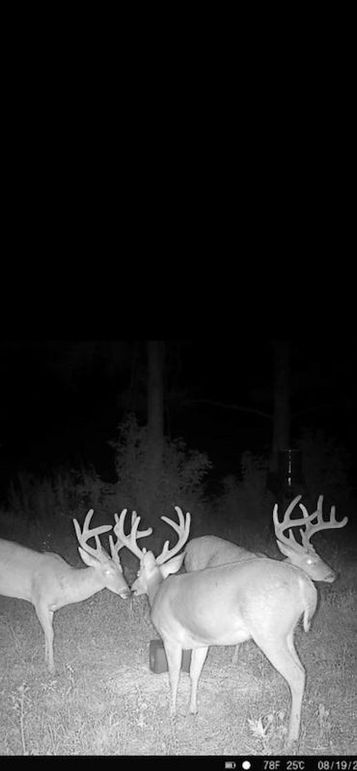 Cullman 53 Rice_Sullivan Trail Cam-2