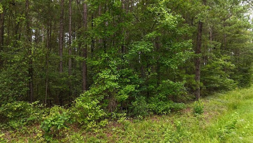 dji_fly_20250715_100450_0557_1752589213848_photo