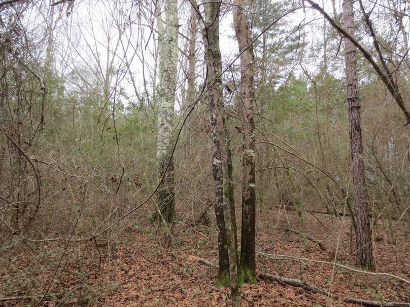 B1577E3E-7CC6-4B7A-A91F-9C8DAE6CA6C7_1_105_c