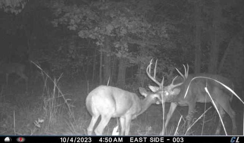 trail cam32