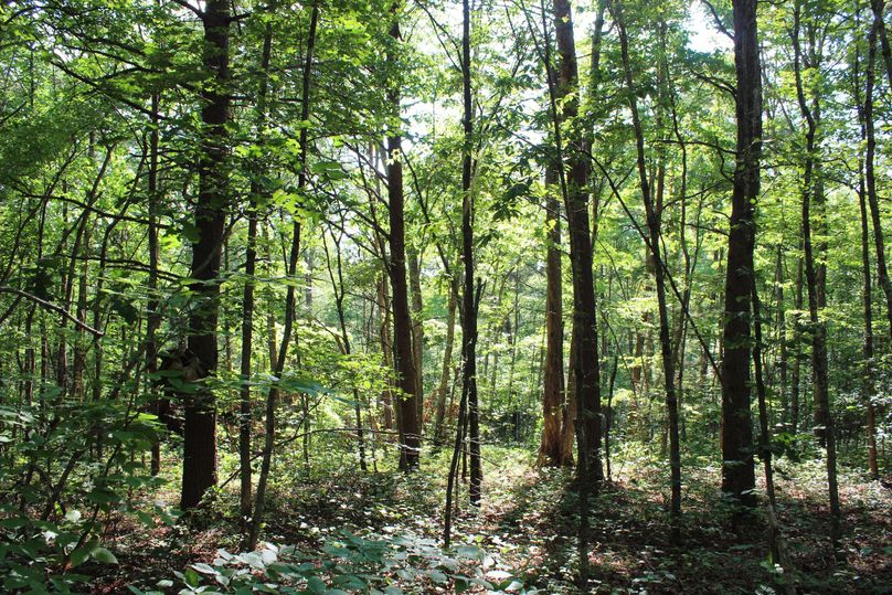 006 southwest facing slope with a small forest opening