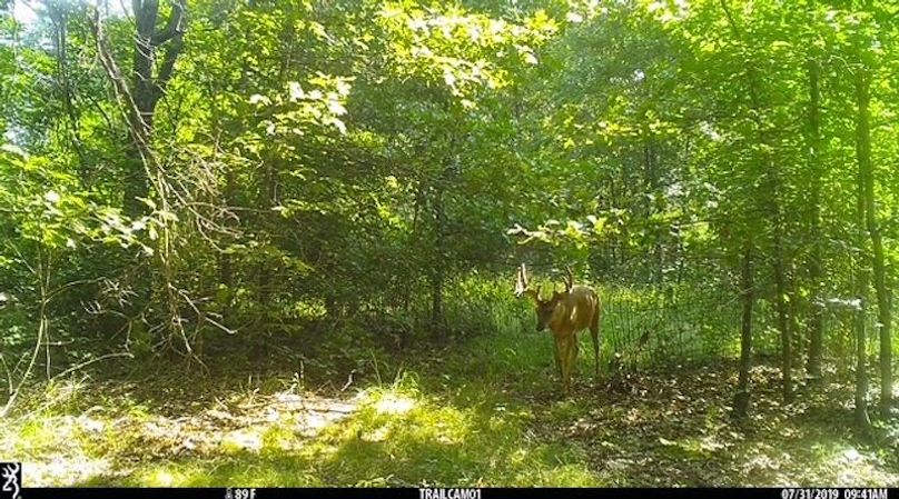 Buck 28 2