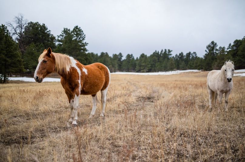 020 Equine_Livestock Grazing Opportunities