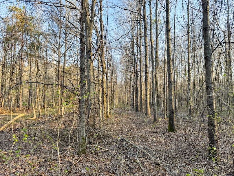 Panola 164.7 SPI Land Ventures-66