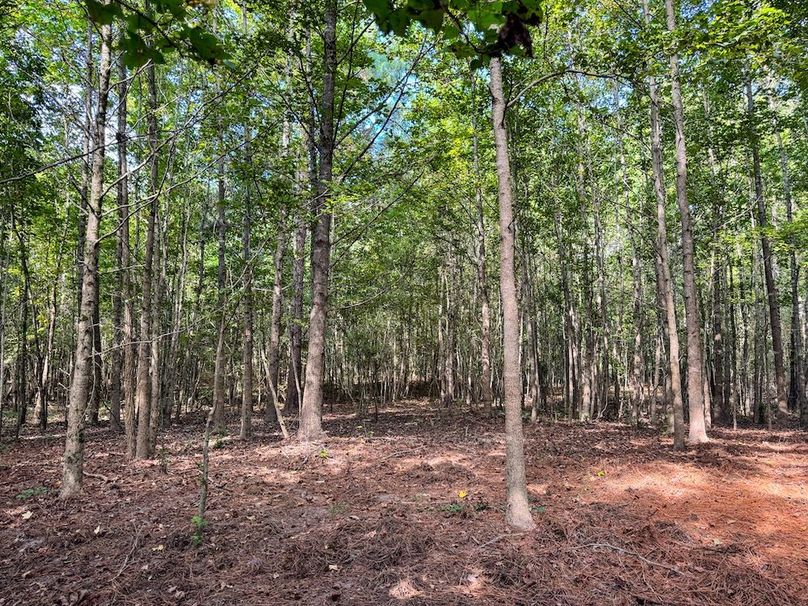 17 Jefferson 117ac - bethard-37