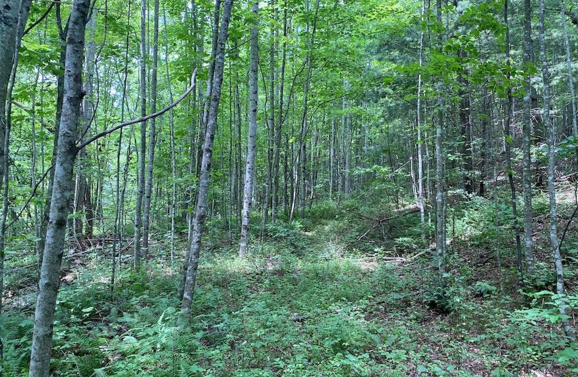 004 lush open understory near the stream, perfect spot for a cabin copy