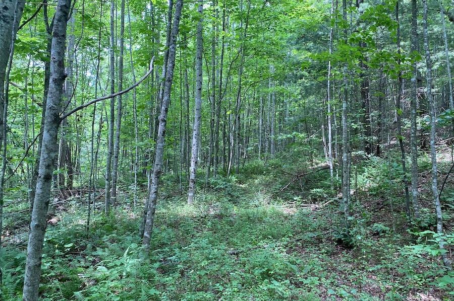 004 lush open understory near the stream, perfect spot for a cabin copy