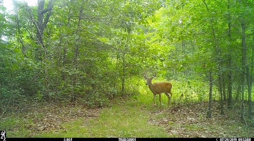 Buck 27 2
