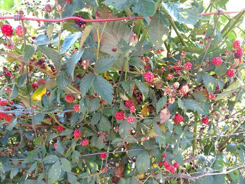 IMG_20180704_081710733