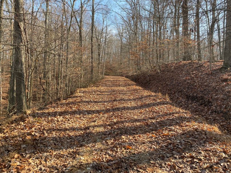 029 such a beautiful road through the woods copy