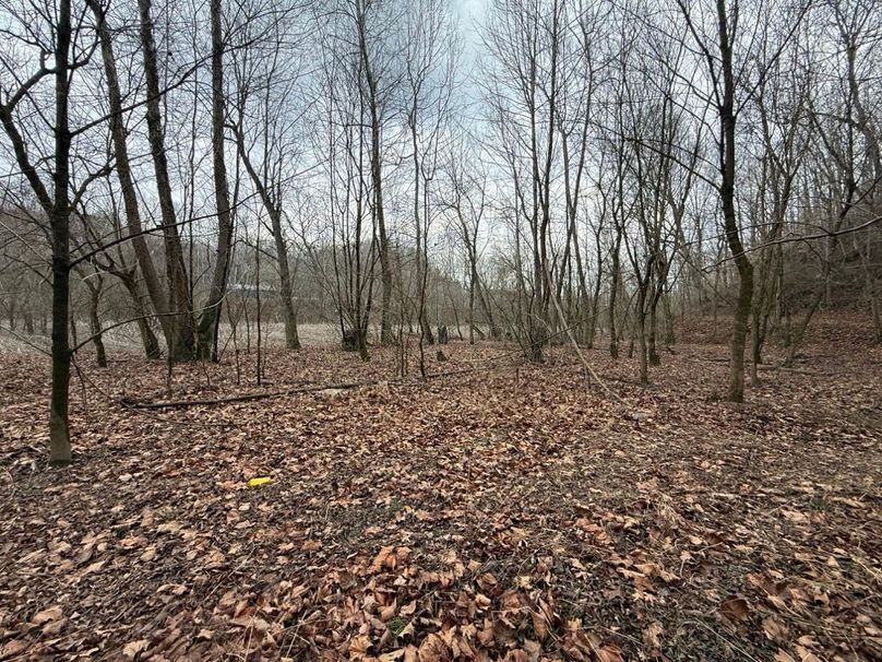 009 some of the wooded area in the flats along the stream