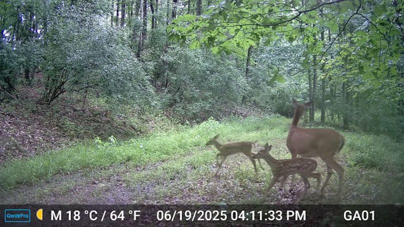 Calhoun, WV 132.84 AC Szegi Trail Cam-17