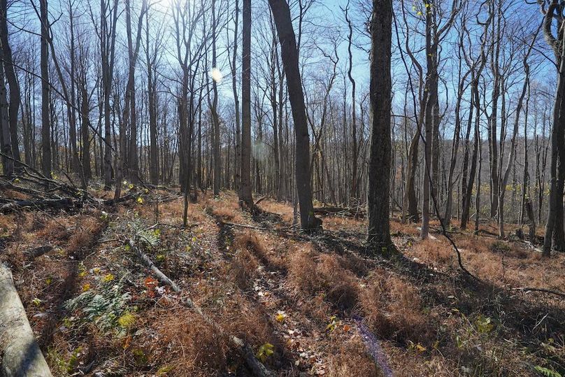 Somerset, 10.91, Tinkey-52