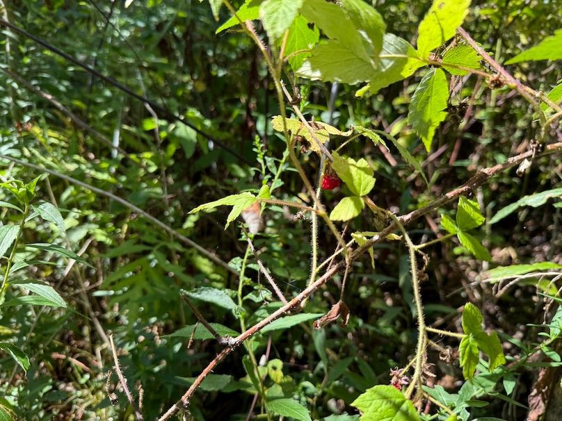 Ontario_2.7_Proseus Photo 28