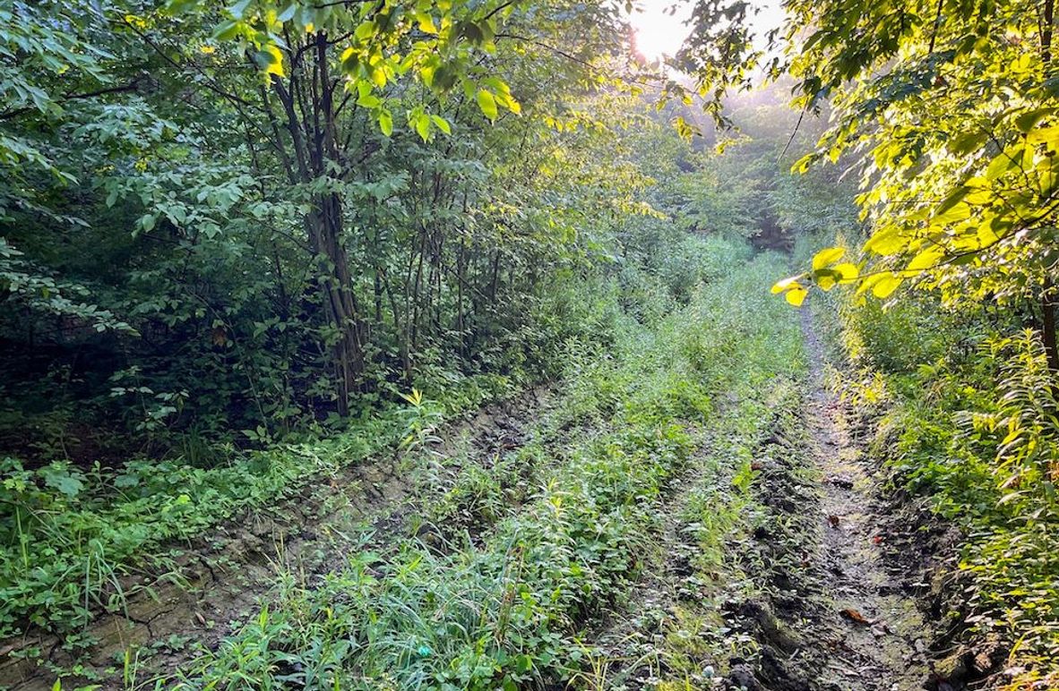 Copy of Wood Tract 1 Photo 11