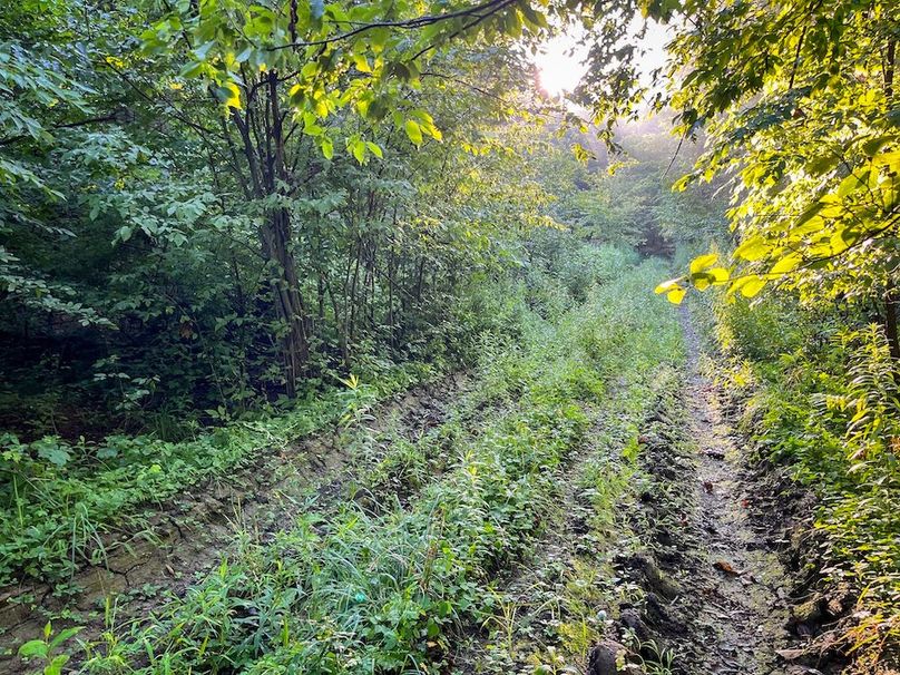 Copy of Wood Tract 1 Photo 11