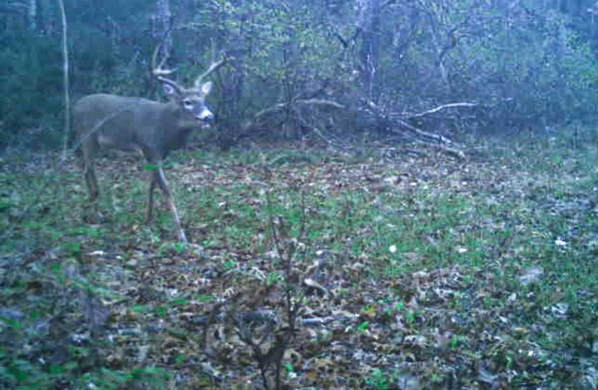 Adams 25, Nessler -02