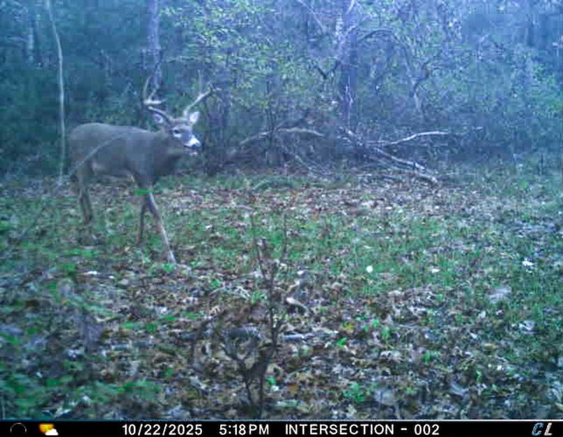 Adams 25, Nessler -02