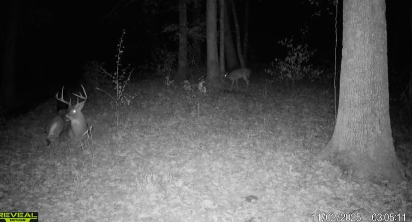 Calhoun, WV 132.84 AC Szegi Trail Cam-02