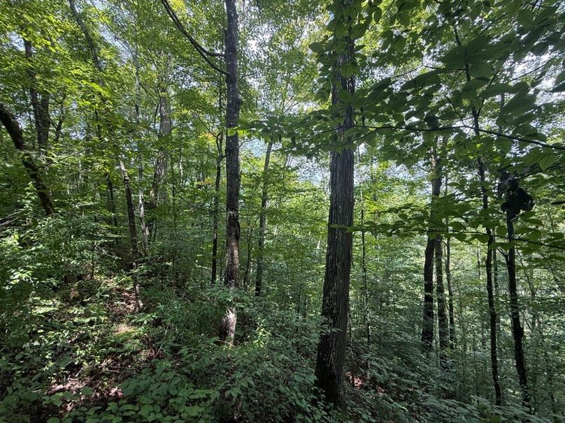 009 another of the north facing slope with nice timber