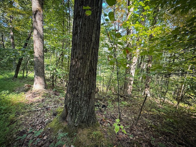 Tioga NY 86.705 Capwell Photos 29