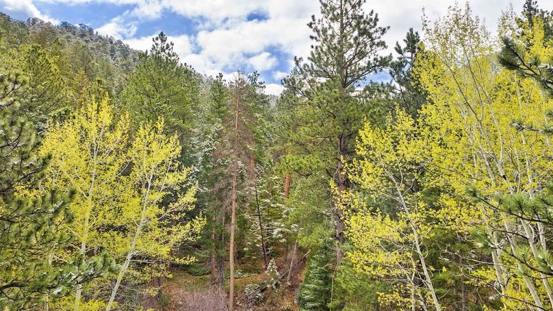 045 - Aspen, Pines