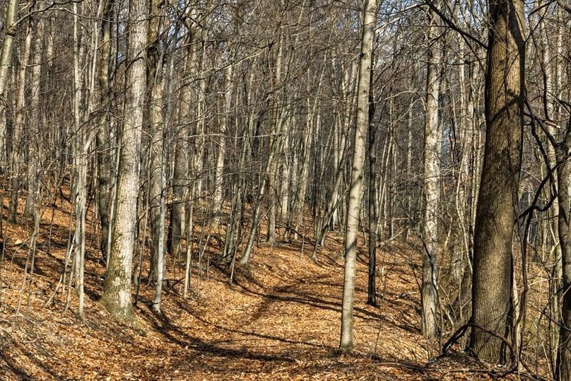 40-web-or-mls-IMG-40