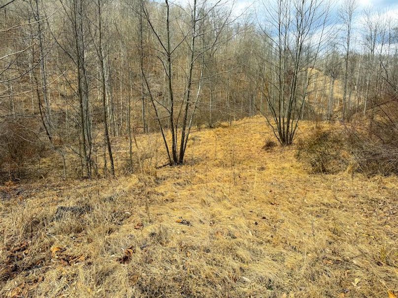 Doddridge, WV 79.08 AC Adams-71