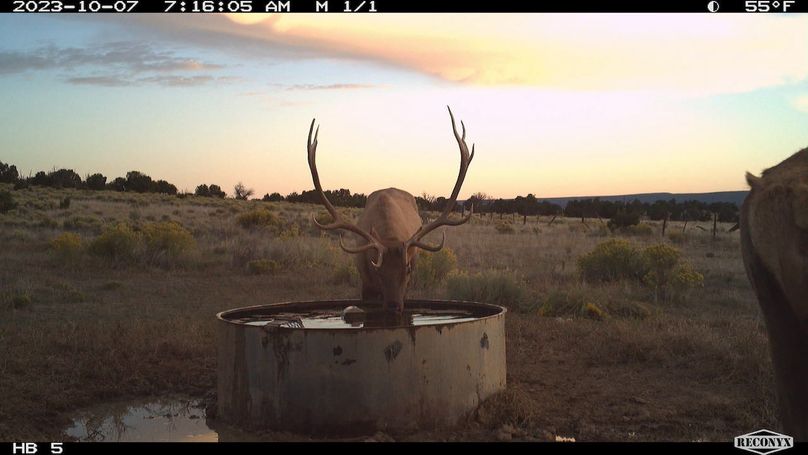 big elk 5