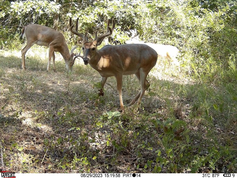 Okmulgee 40 Gulley Trail Cam Pic1