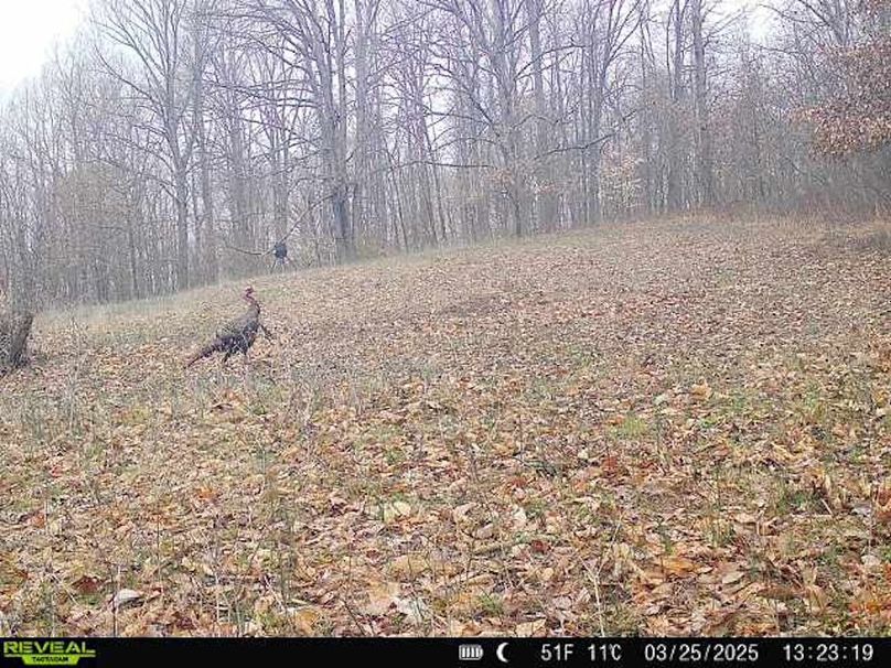 turkey 1