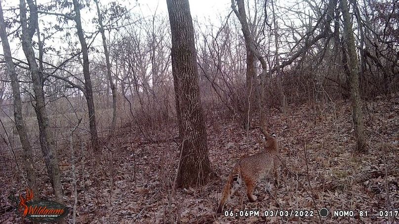Bobcat