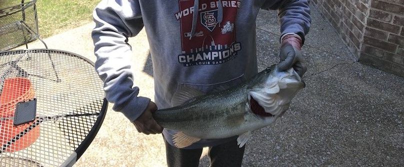 bass