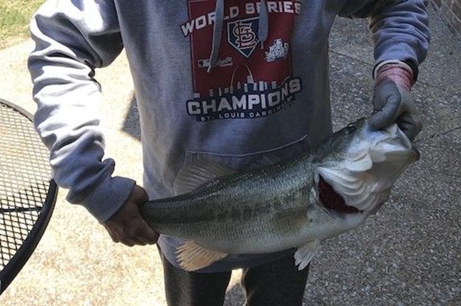 bass