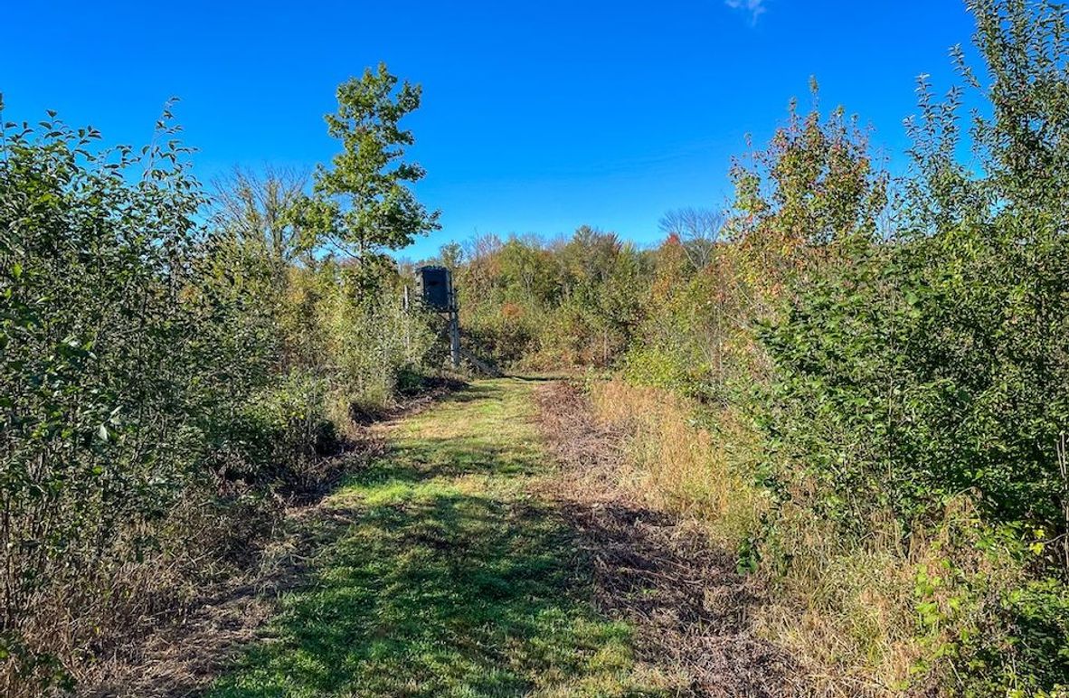 Wood 41.451, Collins -05