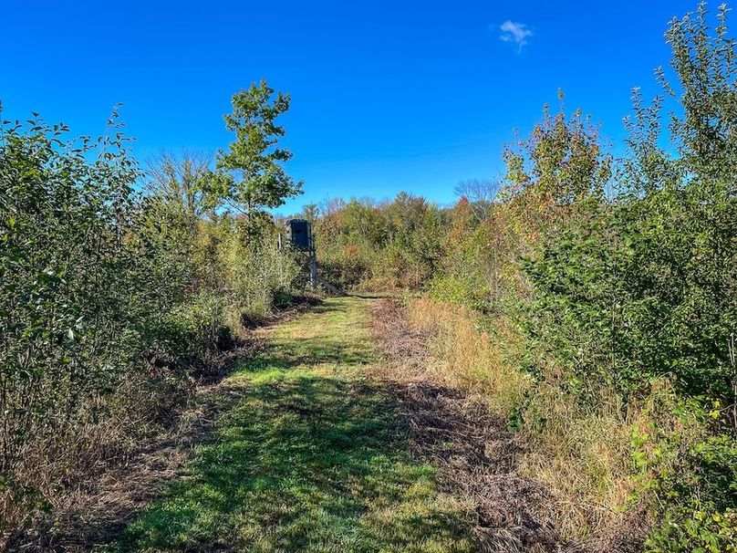 Wood 41.451, Collins -05