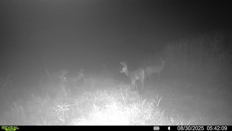 016579006920529-100-4-08302025054209-SYFW00029