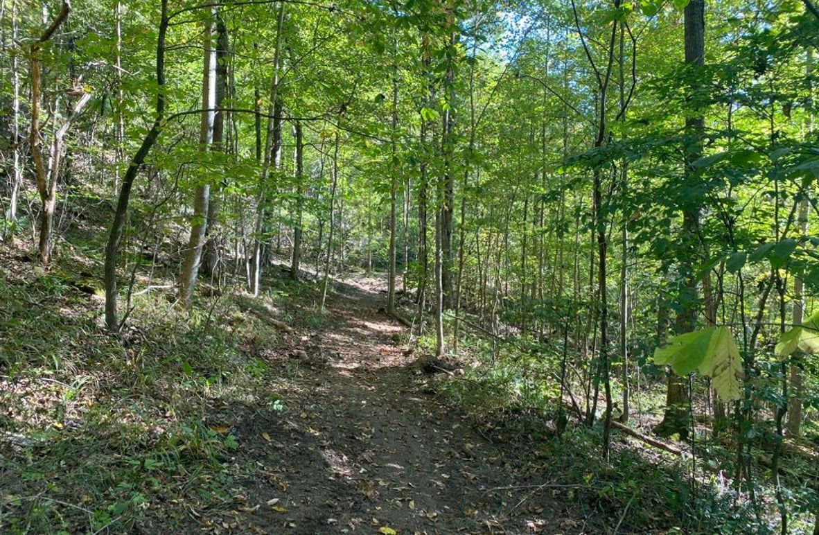 004 one of the mid level ATV trails leading through the forest