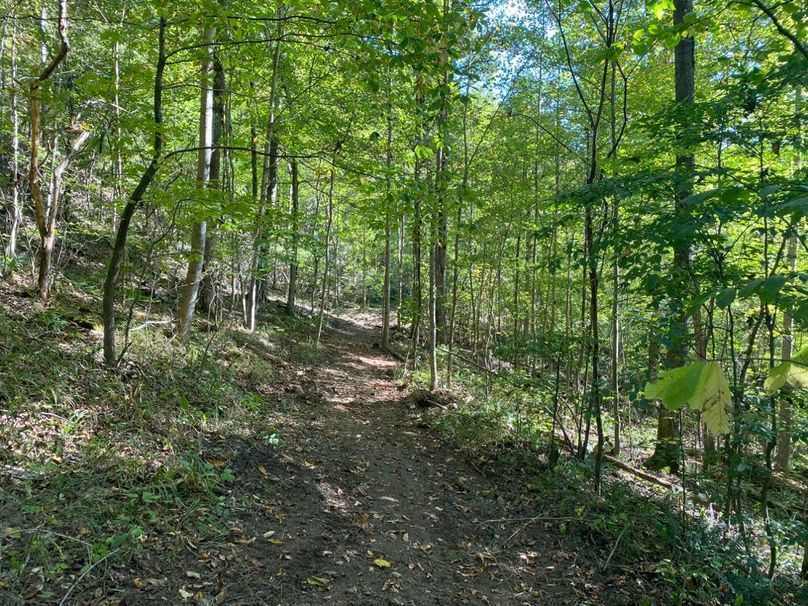 004 one of the mid level ATV trails leading through the forest