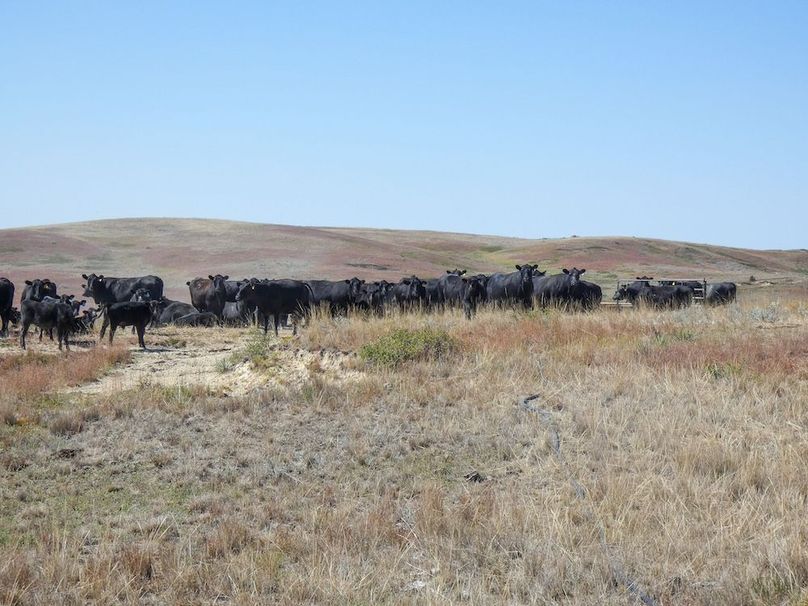 cattle group