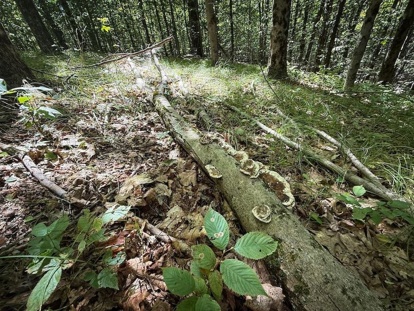 Tioga NY 64 Shores 14